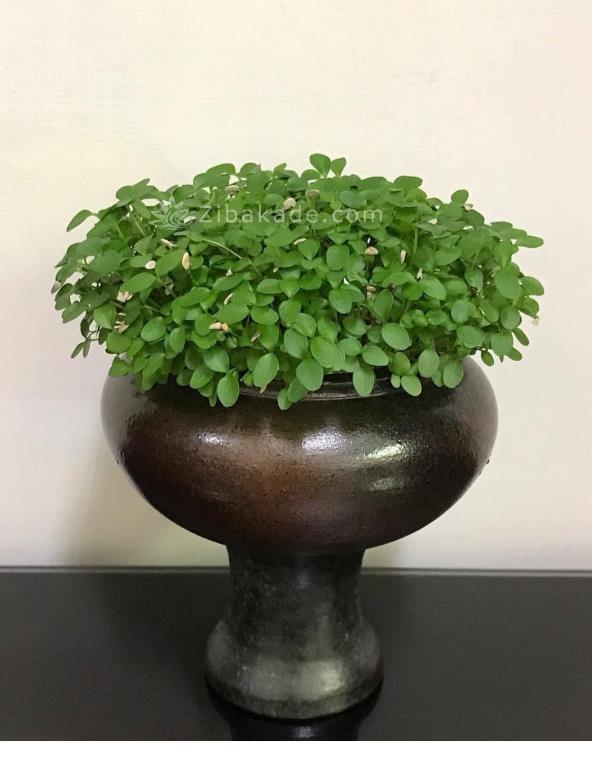 سبزه عید را خودتان سبز کنید !